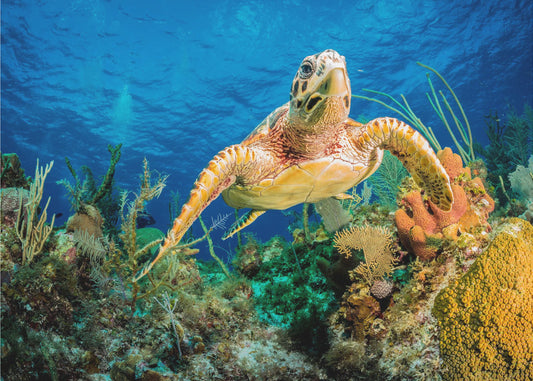 Echte Karettschildkröte schwimmt durch karibisches Riff | Fototapeten