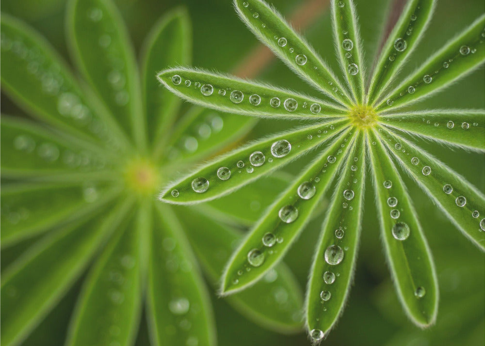 Pärlaktig lupin | Fototapet