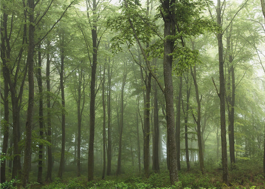 Forêt. . . | Papier Peint Photo