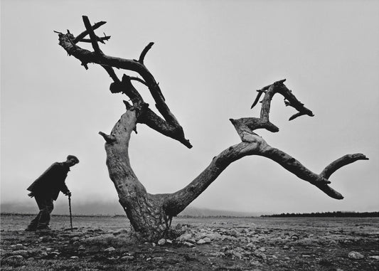 Le vieil homme et l'arbre | Tableaux sur Toile