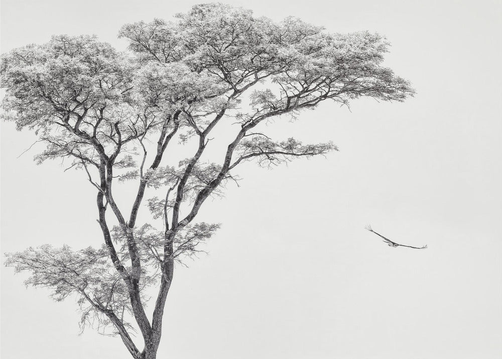 l'aigle africain | Tableaux sur Toile