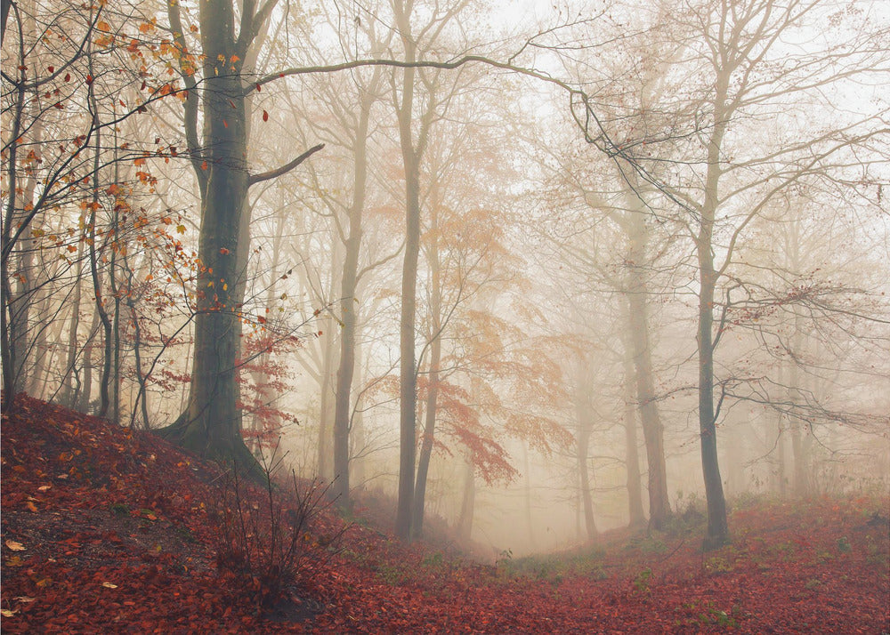 Waiting for the deer. | Wallpaper