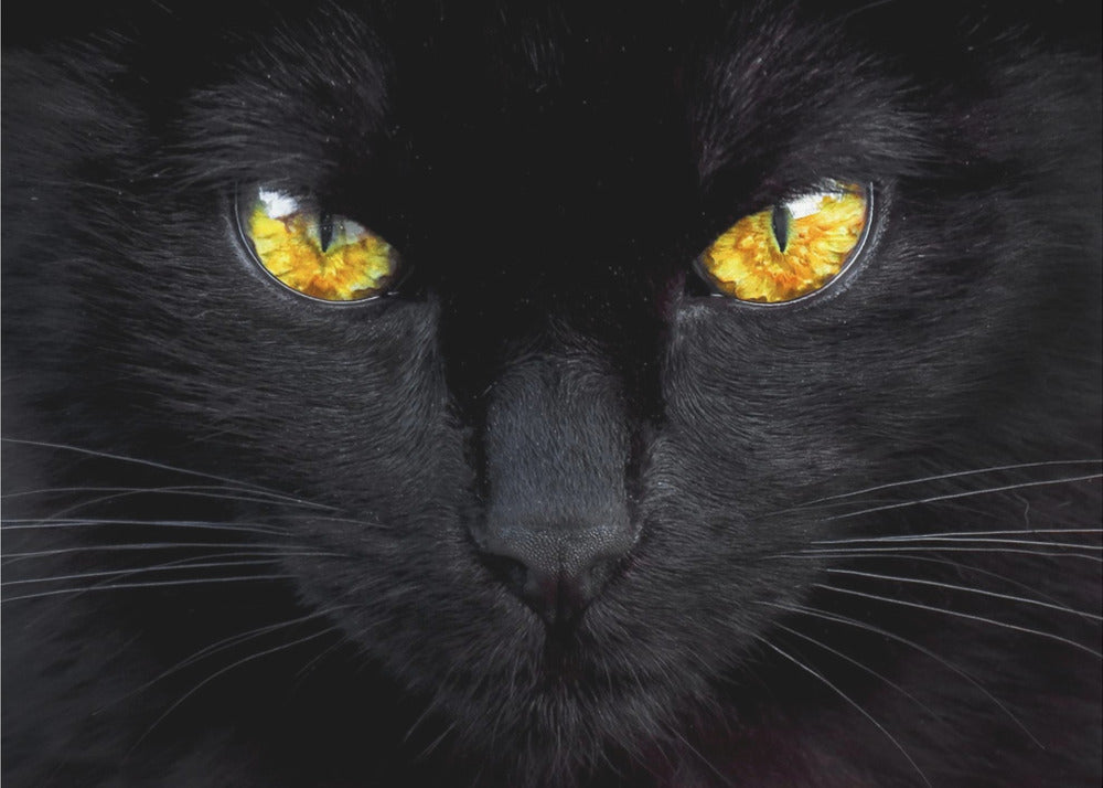 Der Hypnotiseur der Nacht | Poster - Kunstdruck