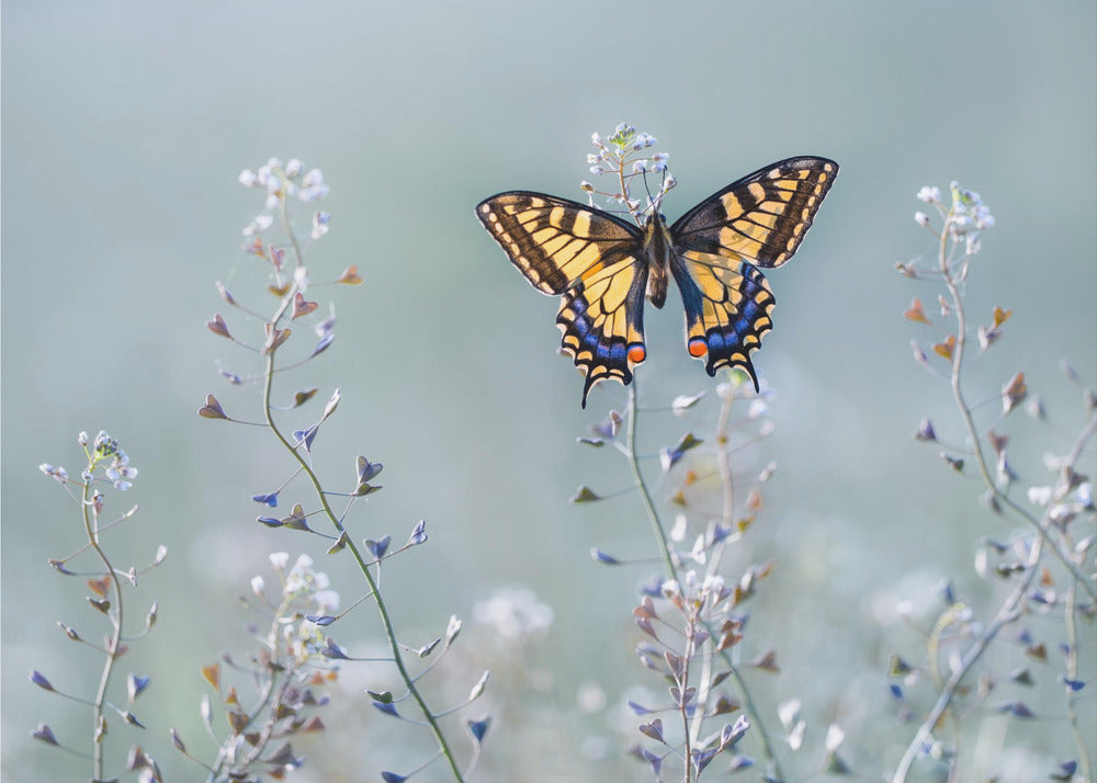 La beauté du machaon | Papier Peint Photo
