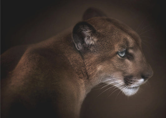 Puma | Papel Pintado Fotográfico