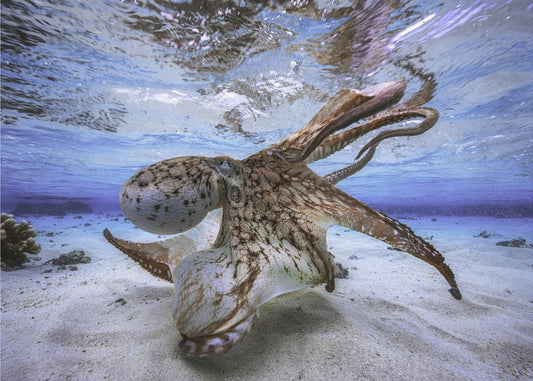 Tanzender Oktopus | Fototapeten
