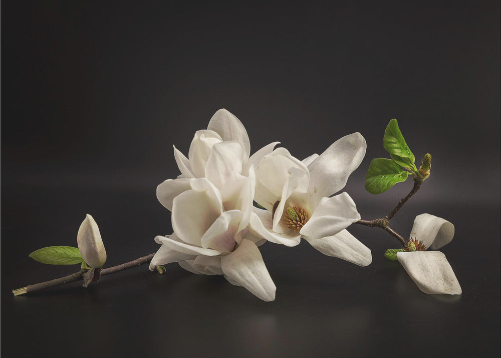 Magnolia | Fototapeta