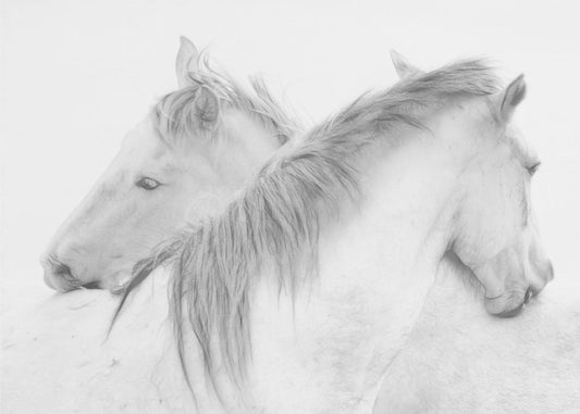 Caballos | Papel Pintado Fotográfico