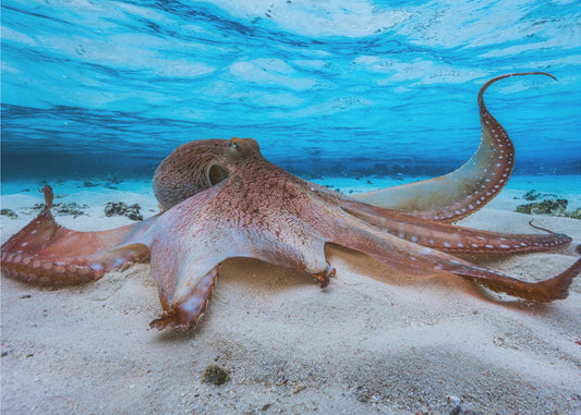 Oktopus | Fototapeten