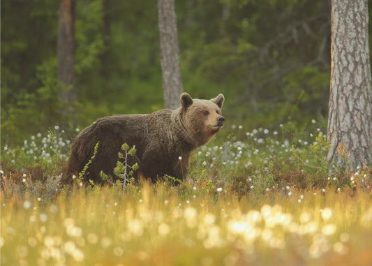 Braunbär | Fototapeten