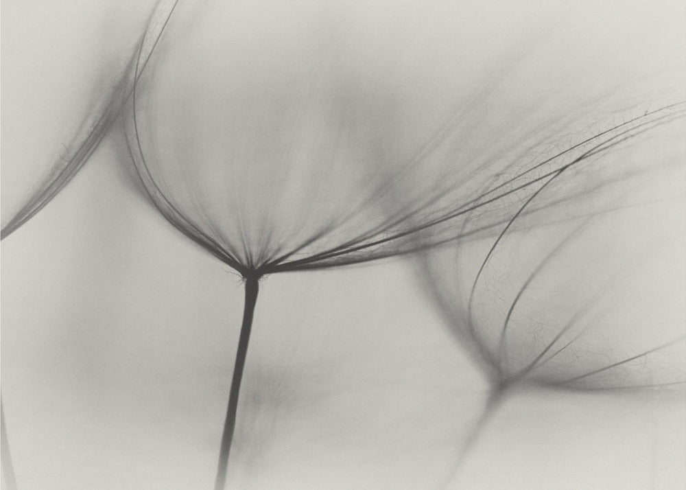 Tragopogon | Carta da Parati Fotografica