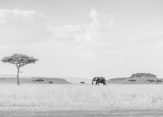 HIGH KEY SAVANNAH | Fototapet