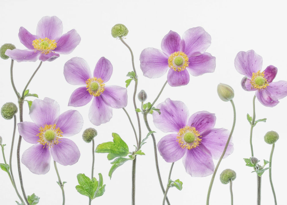Anemone giapponese | Carta da Parati Fotografica