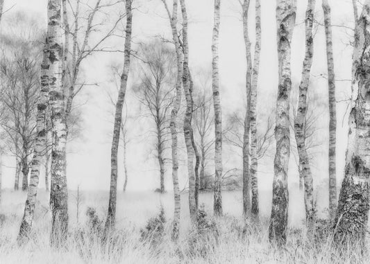 Blanco y negro | Papel Pintado Fotográfico