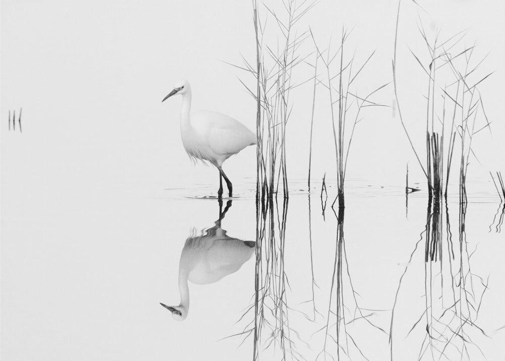 bianco | Poster - Stampe d’Arte