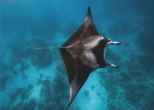 Manta flieg!!! | Fototapeten