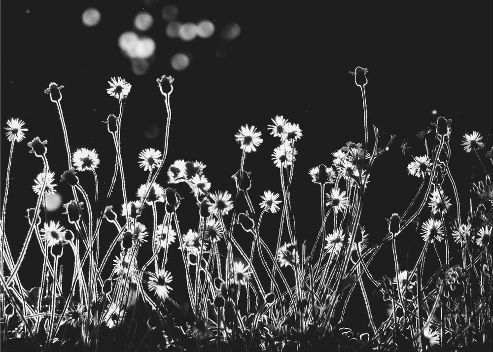 Les Petites Fleurs | Tableaux sur Toile