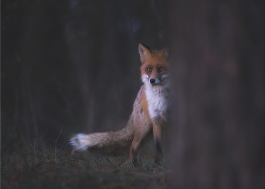 Blicke | Fototapeten