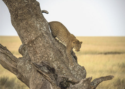Leopard – Serengeti, Tansania | Fototapeten