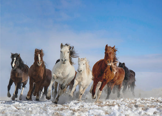 Caballos de Mongolia | Papel Pintado Fotográfico