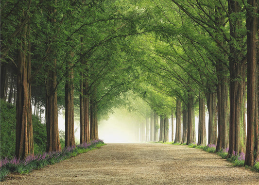 Strada Metasequoia | Carta da Parati Fotografica