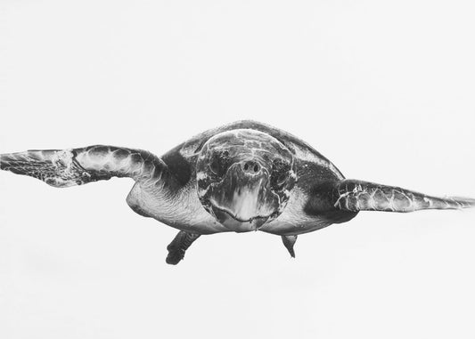 Weiß und Schildkröte | Fototapeten