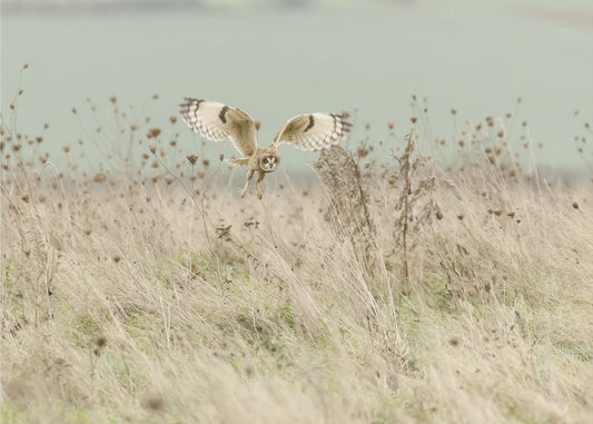 Jagd auf Sumpfohreule | Fototapeten