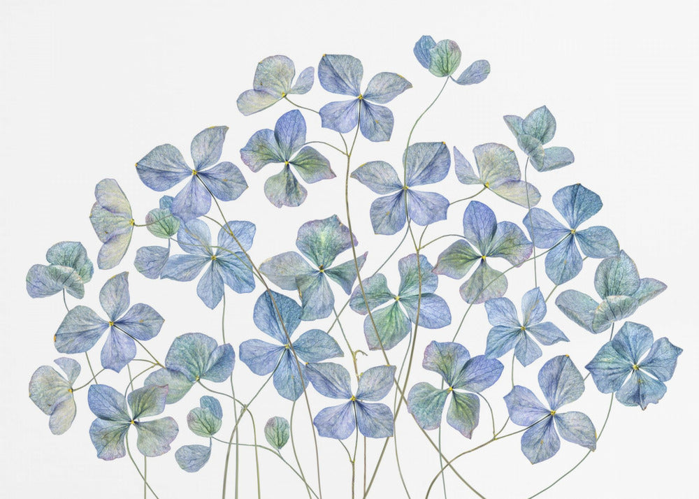 Hortensie | Fototapeten