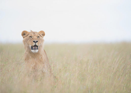 Junger Löwe | Fototapeten