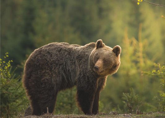 Bär mit Hintergrundbeleuchtung | Fototapeten