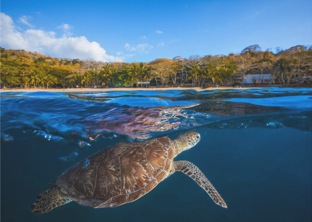 Tartaruga verde - Tartaruga marina | Carta da Parati Fotografica
