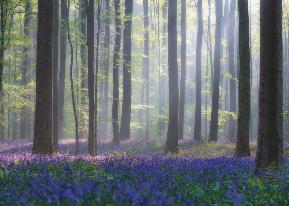 Blauwe klokjes | Fotobehang