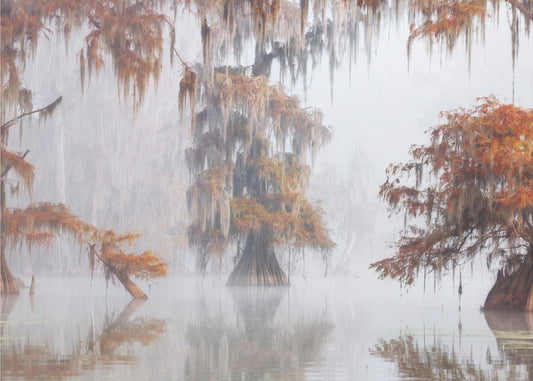 Mysty Bayou | Fototapeten