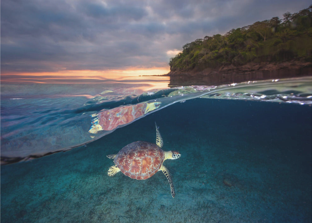 Groene schildpad met zonsondergang | Fotobehang
