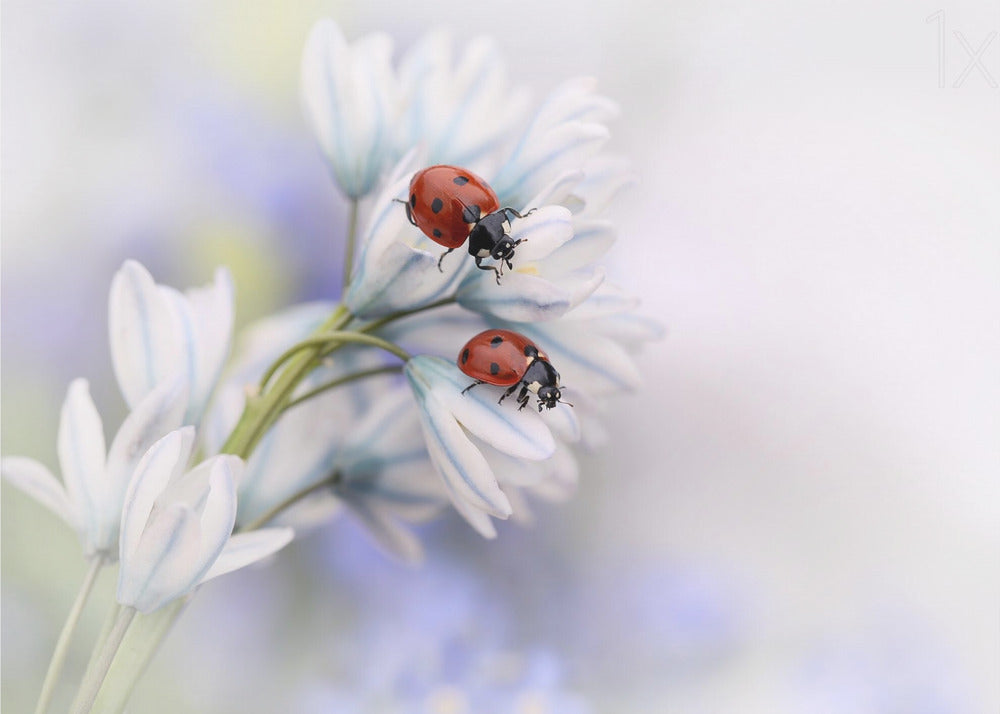 Coccinelles | Papier Peint Photo
