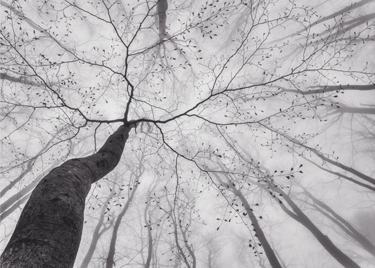 Una vista della chioma dell'albero | Carta da Parati Fotografica