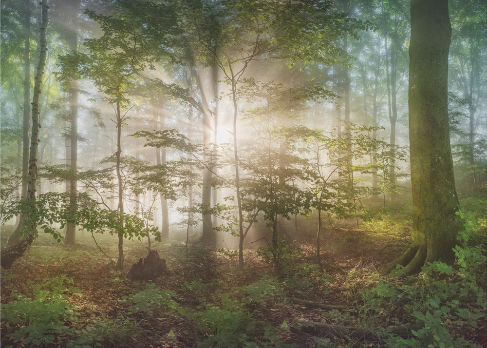 morgonsol | Fototapet