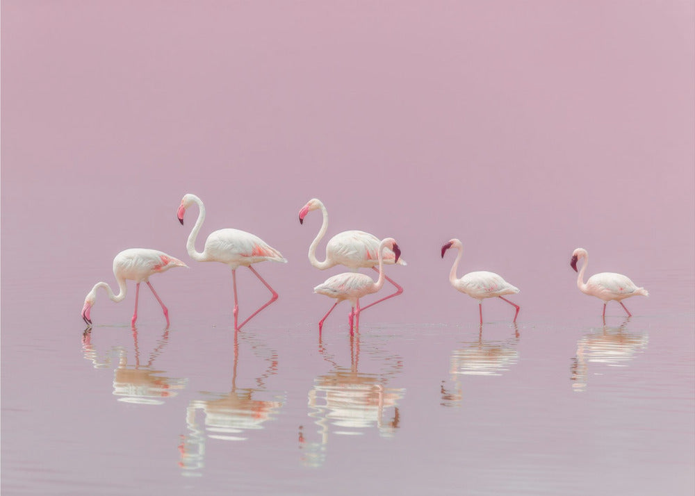 Flamingo's | Fotobehang