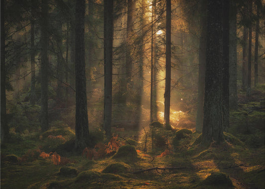 La luce nella foresta | Carta da Parati Fotografica