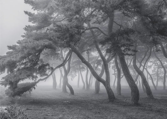 Sempre | Carta da Parati Fotografica