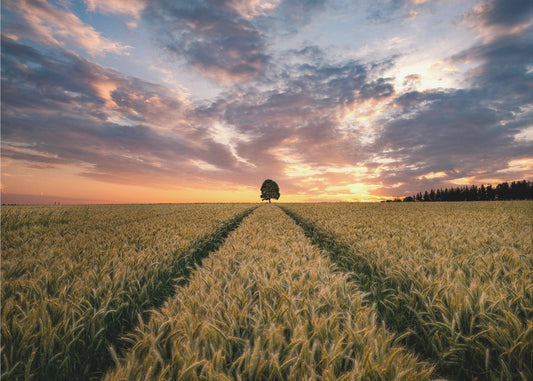 Unelmien kenttä | Valokuvatapetit