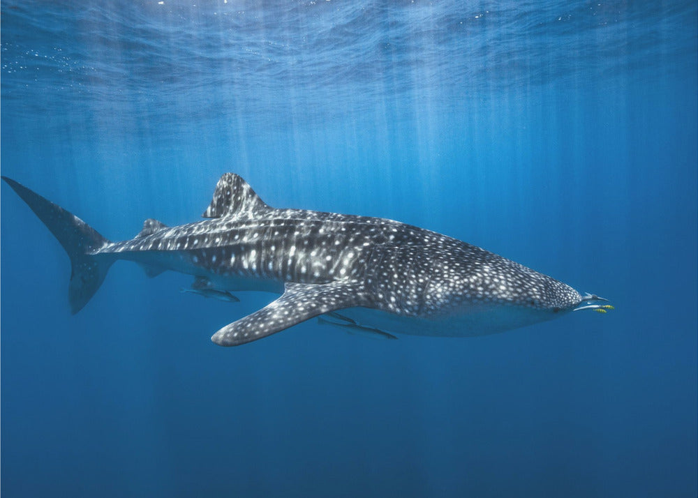 Tiburón ballena en el azul | Papel Pintado Fotográfico