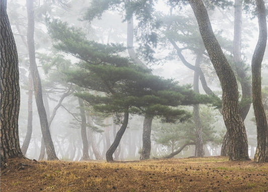 Nella nebbiosa foresta di pini | Carta da Parati Fotografica