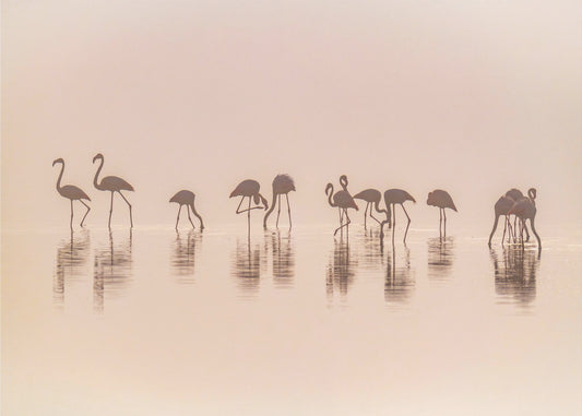 Flamingos i dimman | Fototapet