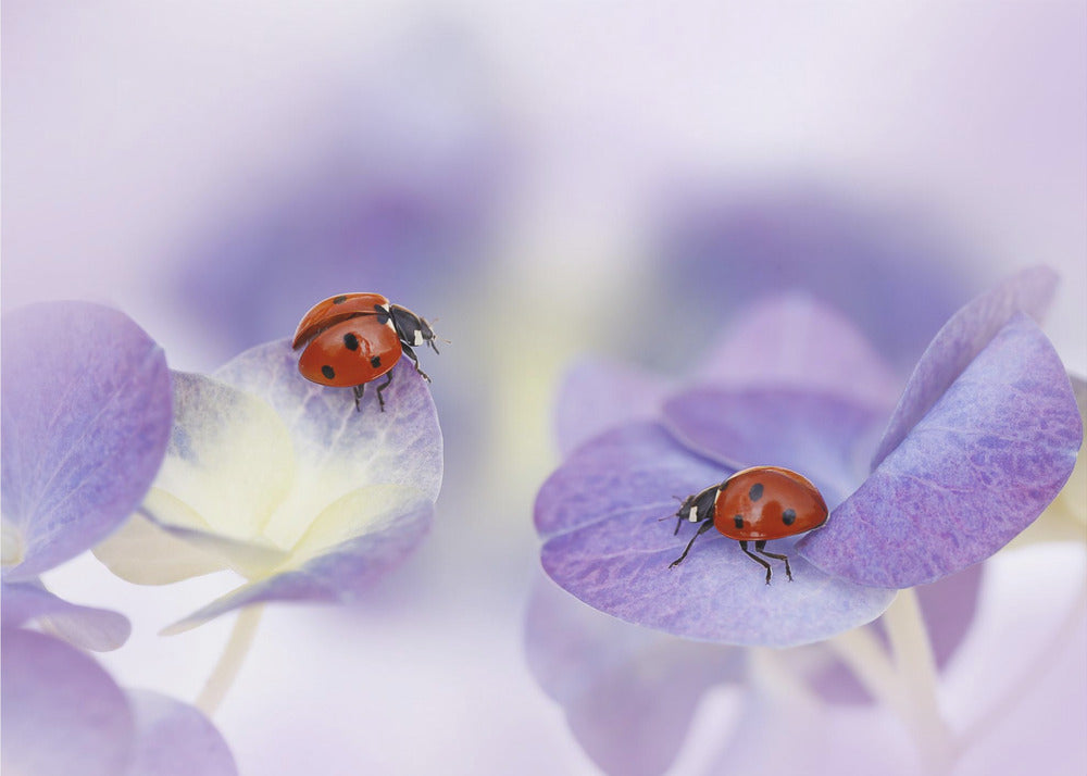 Rot und Lila | Fototapeten