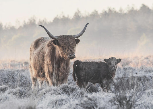 Highlander et veau | Tableaux sur Toile