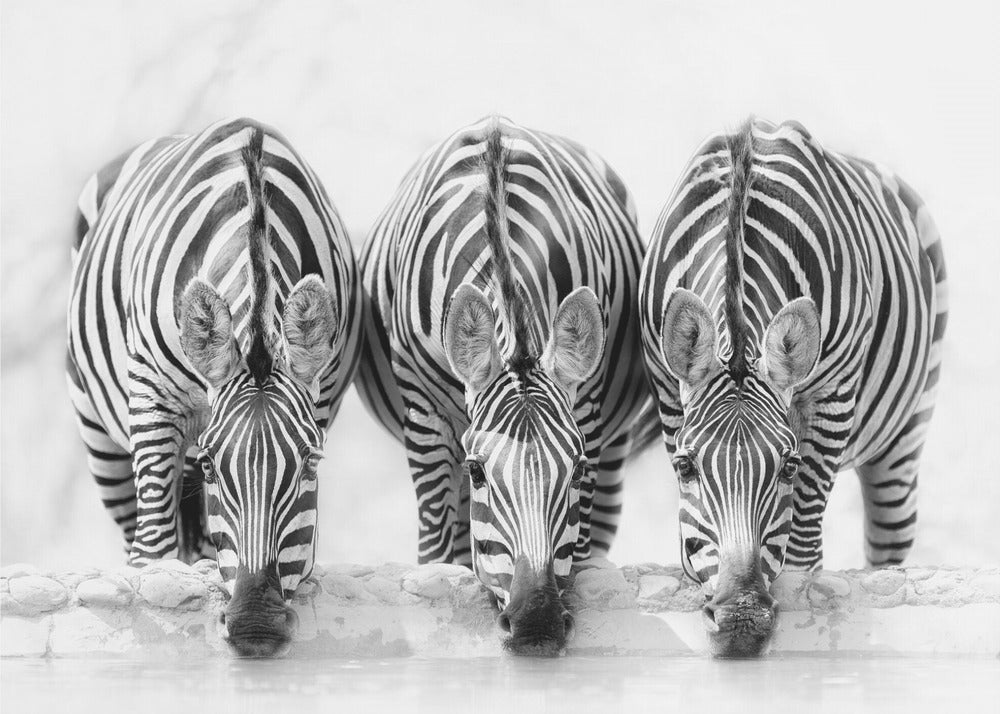 Zebras | Fototapeten