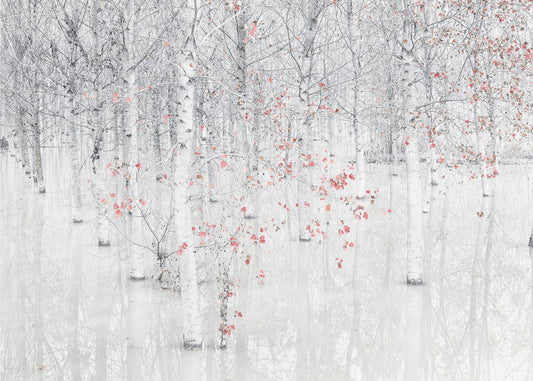 Rood & wit | Fotobehang