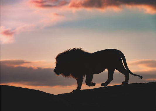 Sonnenuntergang in der Serengeti | Fototapeten