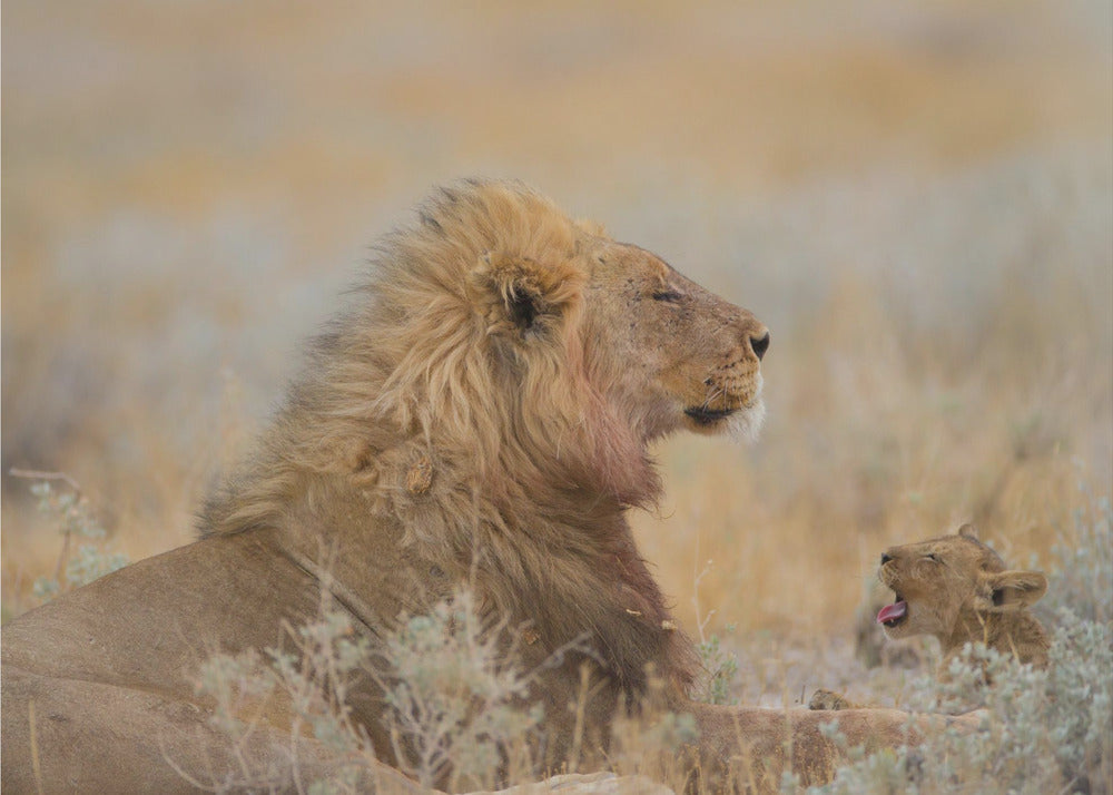 Leone maschio con cucciolo | Carta da Parati Fotografica